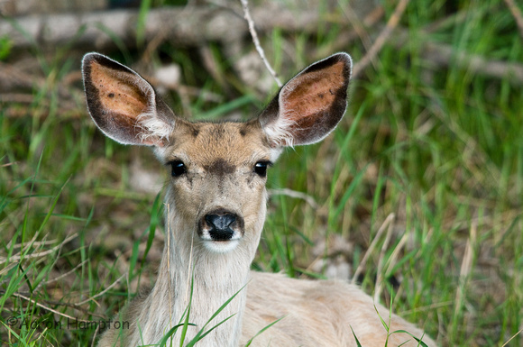 White-tail Deer - Eureka, SD