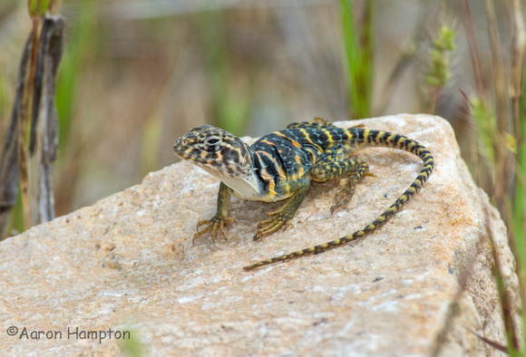 Eastern Collared Lizard hatchling - St. Francois Co., MO