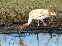 Whooping Cranes