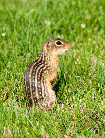 13-lined ground Squirrel - Grant Co., WI