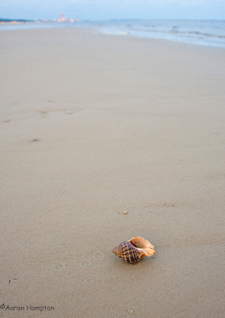 Hermit Crab - Biloxi Beach, MS