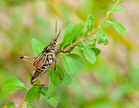 Lubber Grasshopper - Davis Bayou, MS