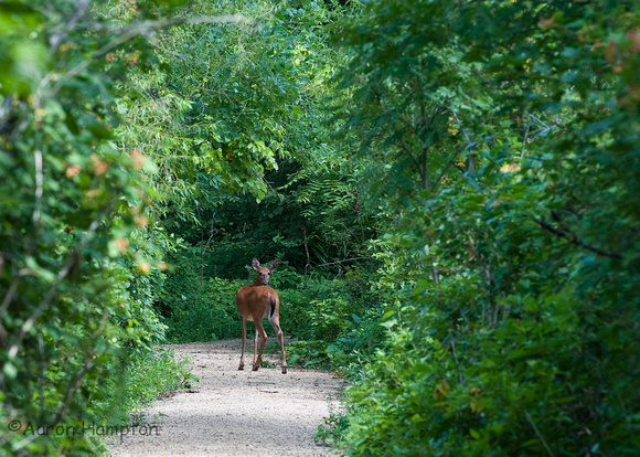 White-tail Deer - Maplewood Nature Center, MN