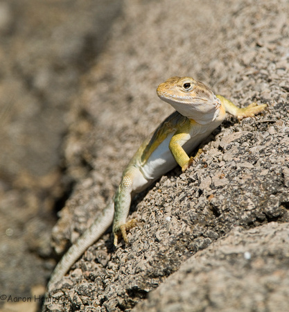 Eastern Collared Lizard - St. Francois County, MO