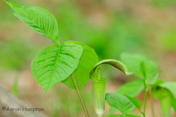 Jack-in-the-pulpit at St. Francois State Park