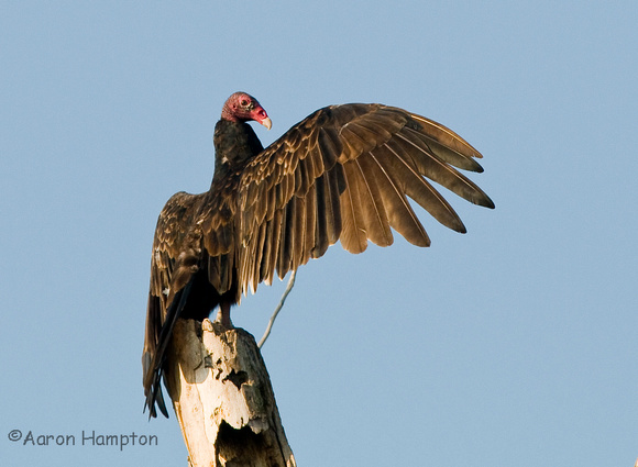 Turkey Vulture - Monroe County, IL