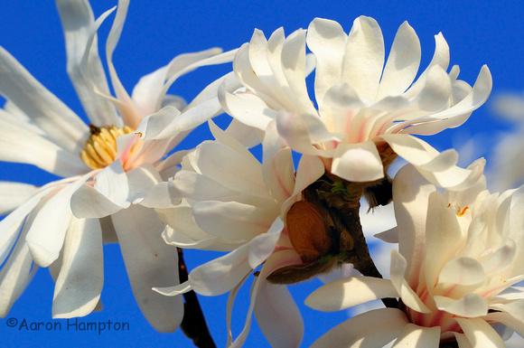star magnolia 2