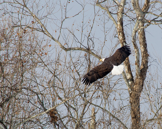 Bald Eagle near Fredericktown, MO