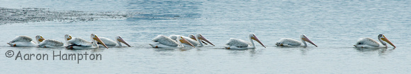 White Pelicans - Riverlands Migratory Bird Sanctuary