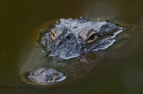 American Alligator, Davis Bayou - Gulf Islands National Seashore, MS