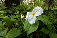 Horicon Marsh