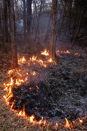 Controlled burn at St. Francois State Park