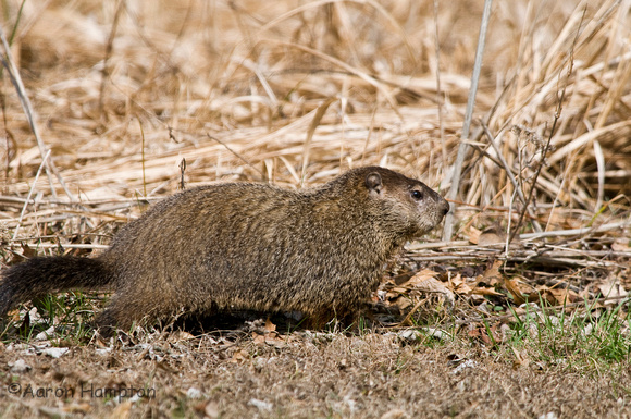 Woodchuck - St. Francois State Park, MO