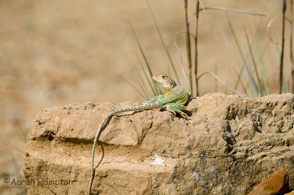 Eastern Collared Lizard - St. Francois County, MO
