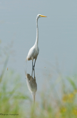 Great Egret - Riverlands Migratory Bird Sanctuary