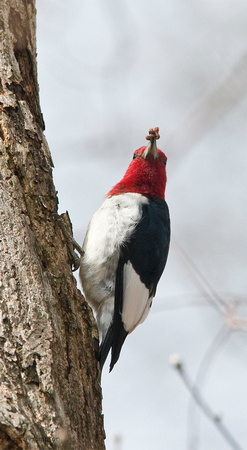 Red-headed Woodpecker w/ meal