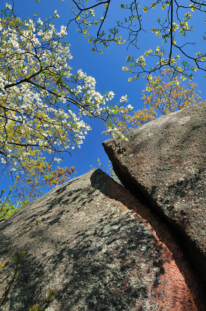 Dogwood & Granite - Elephant Rocks State Park, MO
