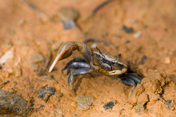 Fiddler Crab, Davis Bayou  - Gulf Islands National Seashore, MS