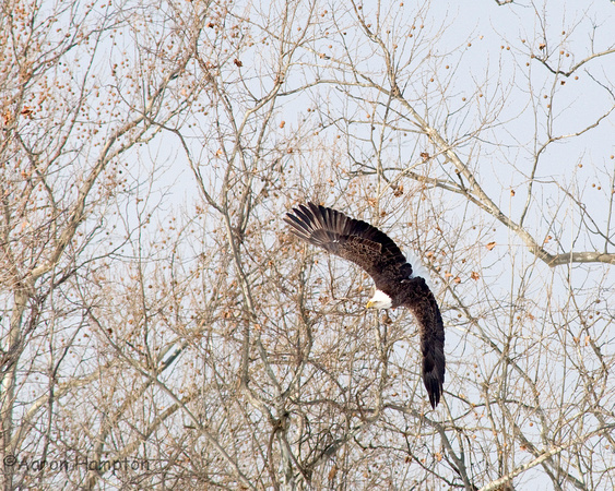 Bald Eagle near Fredericktown, MO