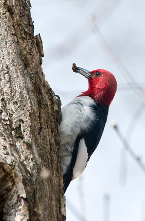 Red-headed Woodpecker w/ meal