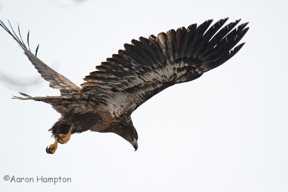 Juvenile Bald Eagle Take-off
