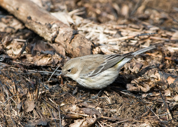 Yellow-rumped Warbler foraging in controlled burn zone
