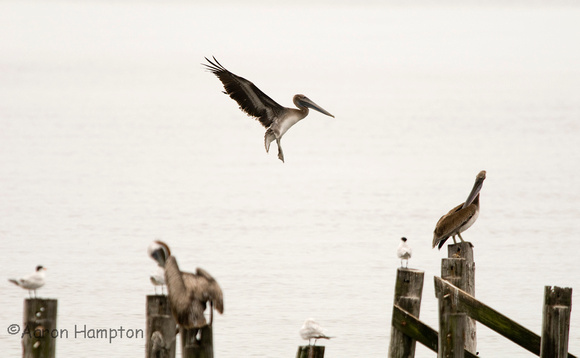 Early Morning Brown Pelicans - Biloxi Beach, MS