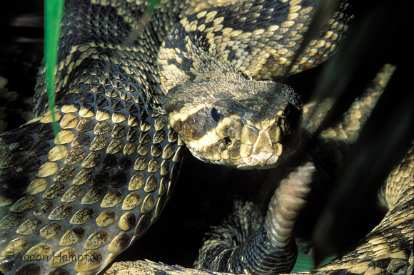 Western Diamondback Rattlesnake - St. Louis Zoo