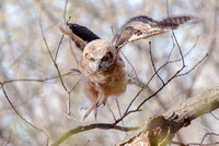 Forest Park Owls 2015