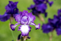 Iris Garden - Missouri Botanical Garden