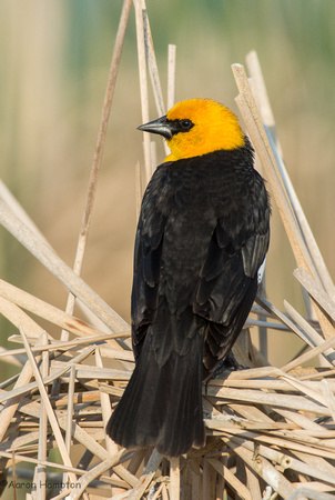 Yellow-headed Blackbird - McPherson Co., SD