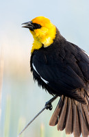Yellow-headed Blackbird - McPherson Co., SD