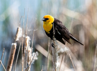 Yellow-headed Blackbird - McPherson Co., SD