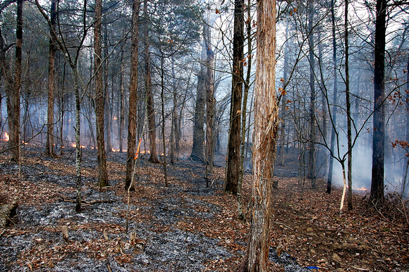 Controlled burn at St. Francois State Park