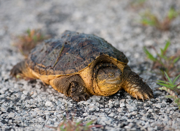 Snapping Turtle - Monroe Co., IL