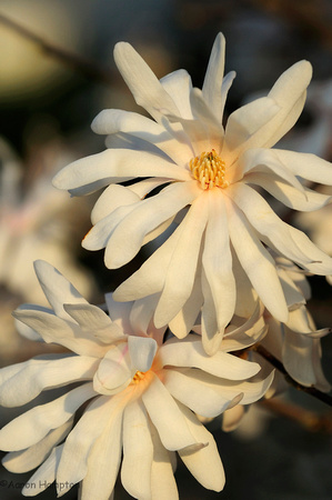 star magnolia3
