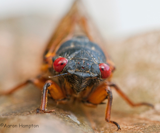 Cicada Portrait