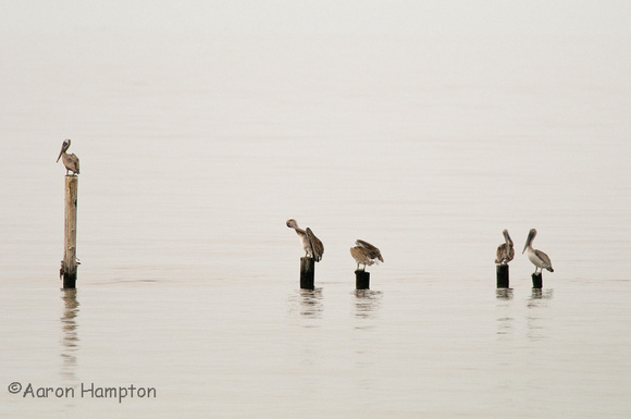 Early Morning Brown Pelicans - Biloxi Beach, MS