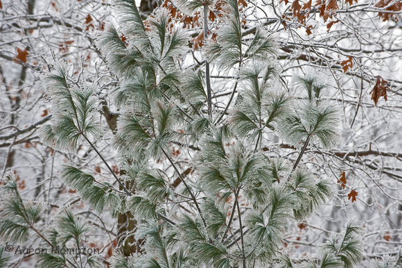 Icy Pines