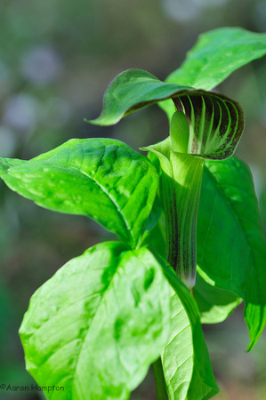 Jack-in-the -Pulpit - St. Francois State Park, MO
