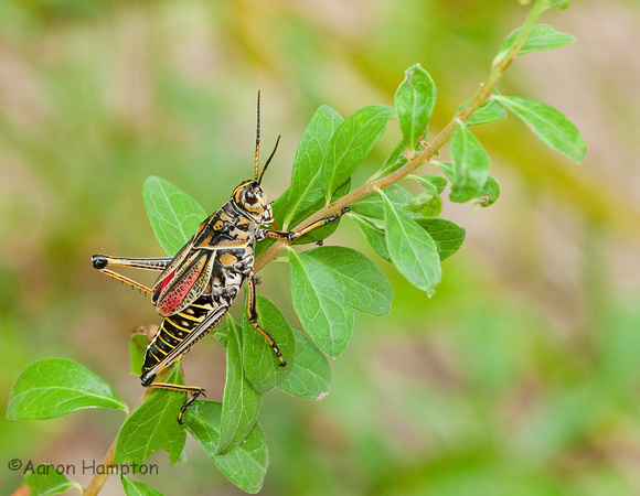 Lubber Grasshopper - Davis Bayou, MS