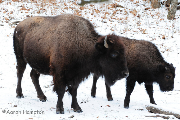 Bison - Lone Elk Park, St. Louis, MO