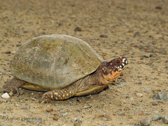 3-toed box turtle - St. Joe State Park, MO