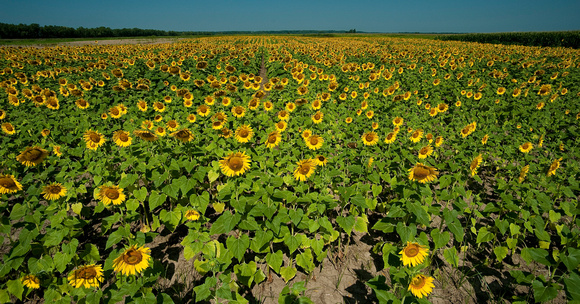 Sunflowers - Columbia Bottoms Conservation Area, MO