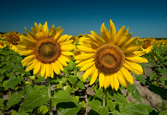 Sunflowers - Columbia Bottoms Conservation Area, MO