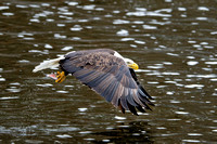 Coralville Dam Eagles