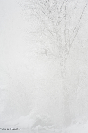 Bald Eagle in Winter Fog - Cassville, WI