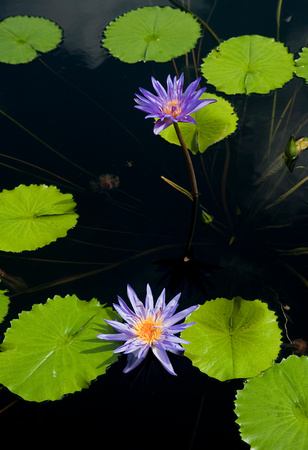 Water Lilies, New Orleans Botanical Gardens, LA