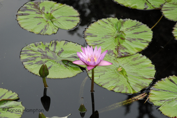 Water Lily at Como Conservatory - St. Paul, MN