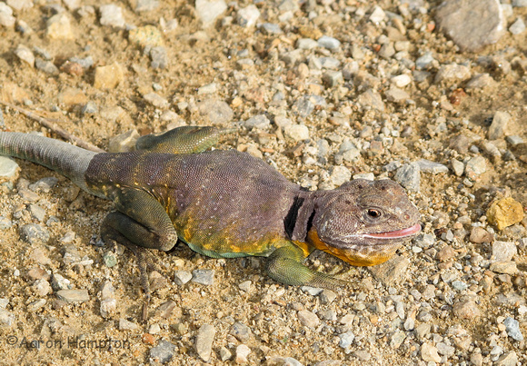 Eastern Collared Lizard - St. Joe State Park, MO